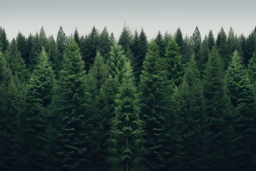 Trees forest fir outdoors. AI generated Image by rawpixel.