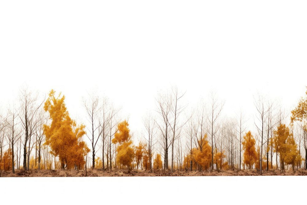 Autumn forest landscape panoramic outdoors. AI generated Image by rawpixel.