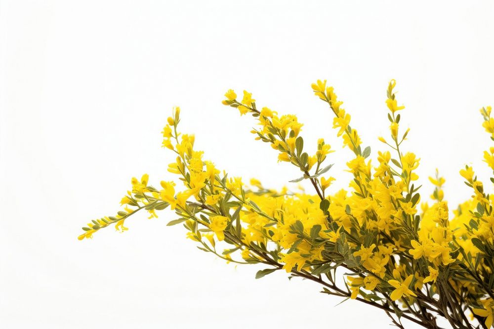 Yellow wildflower bush blossom plant white background. AI generated Image by rawpixel.