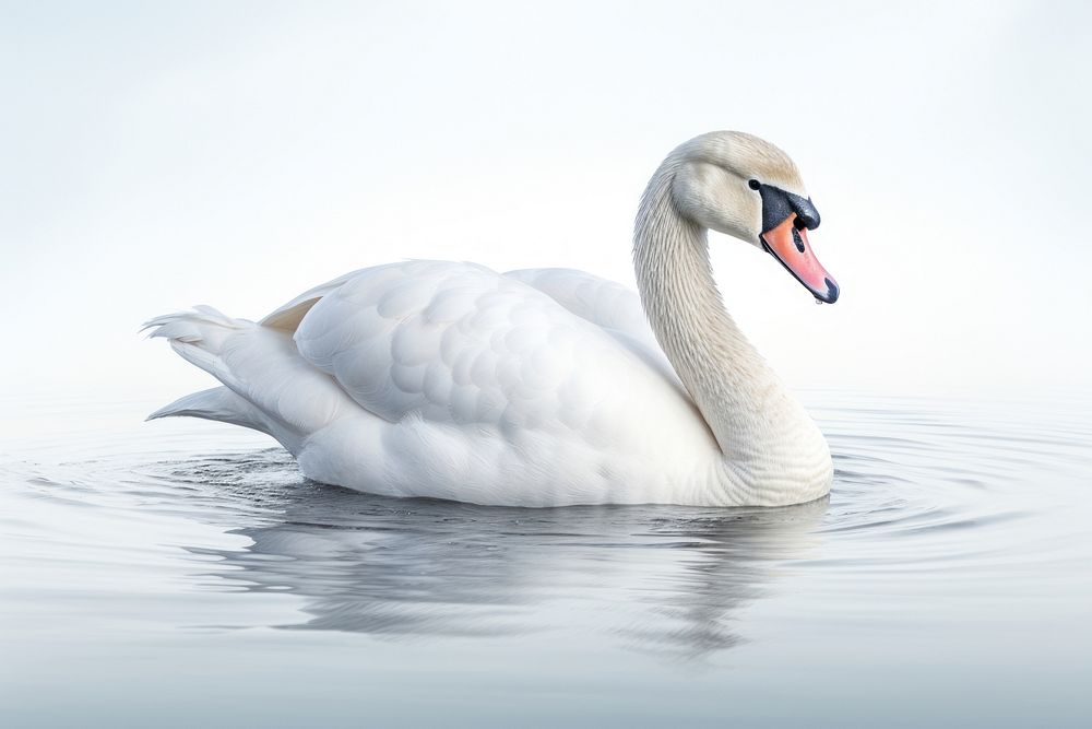 Swan swan swimming animal. AI generated Image by rawpixel.