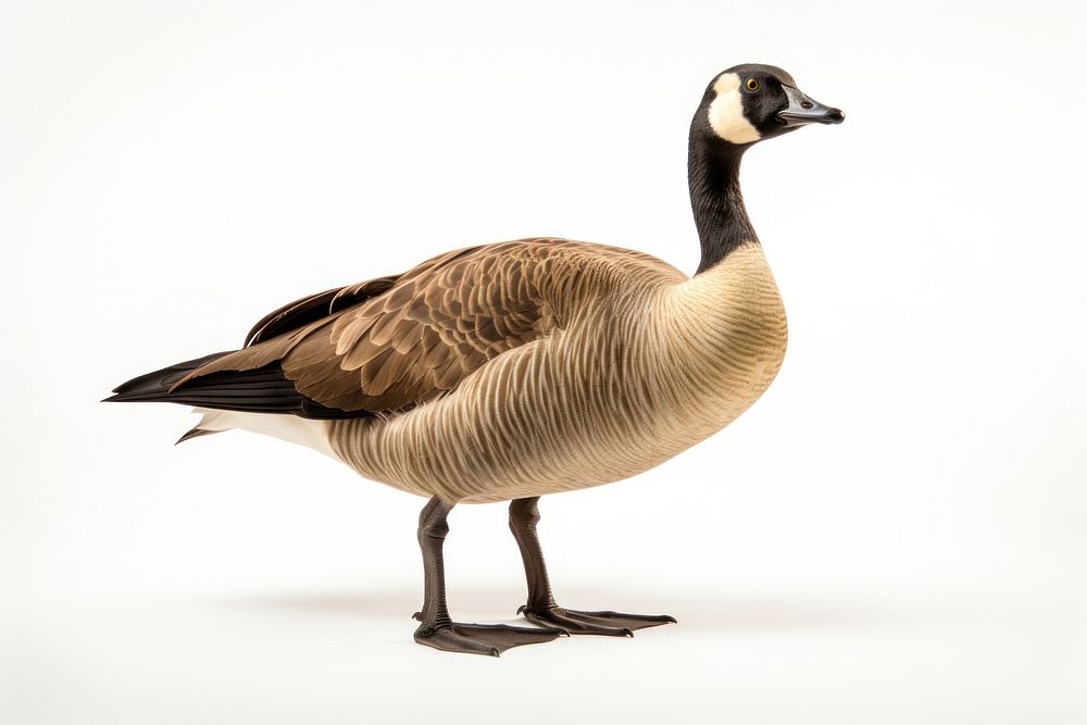 Goose animal bird waterfowl. AI generated Image by rawpixel.