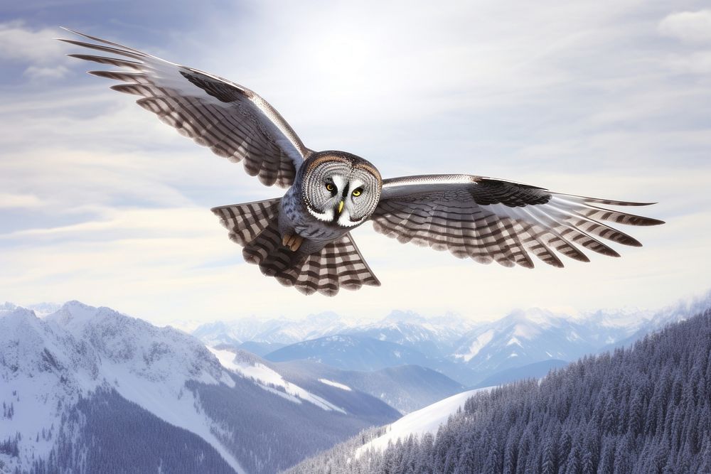Great grey owl flying mountain outdoors. 