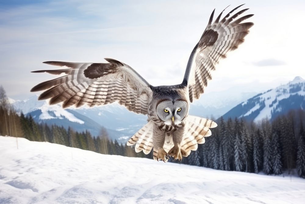 Great grey owl flying mountain outdoors winter. AI generated Image by rawpixel.