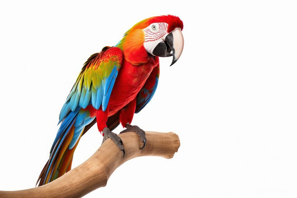 Macaws parrot animal macaw. AI generated Image by rawpixel.