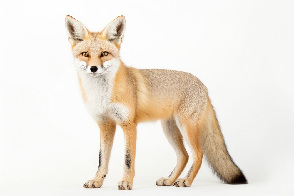 Swift fox wildlife animal mammal. AI generated Image by rawpixel.