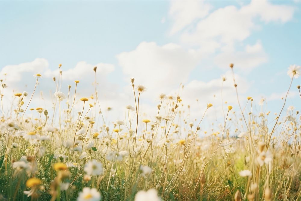 Daytime meadow backgrounds grassland landscape. AI generated Image by rawpixel.