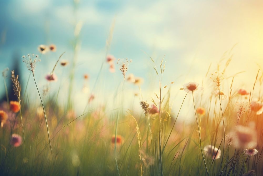Meadow nature sky backgrounds. AI generated Image by rawpixel.