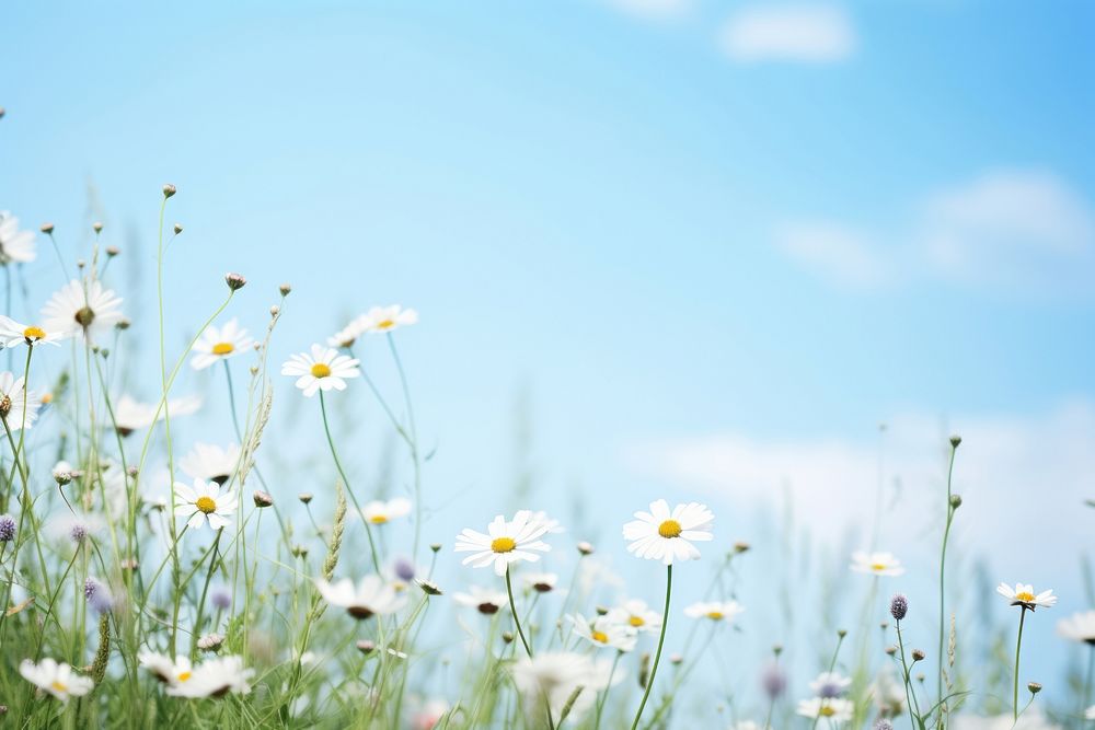 Summer meadow border backgrounds grassland landscape. AI generated Image by rawpixel.