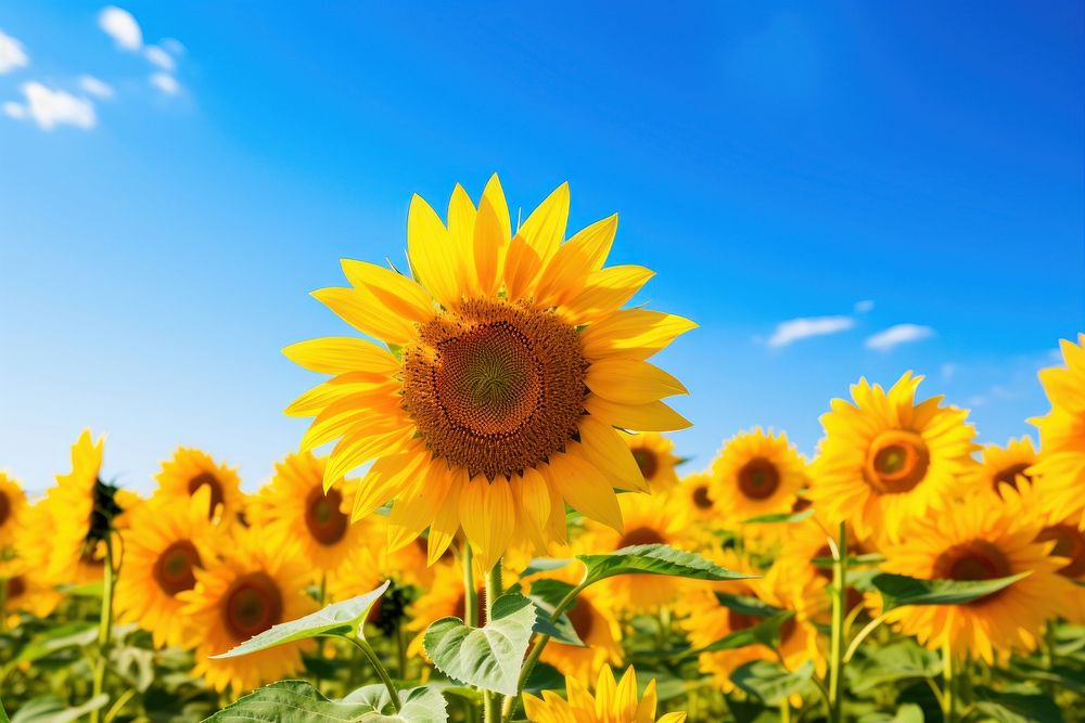 Sunflower field sky agriculture landscape. 