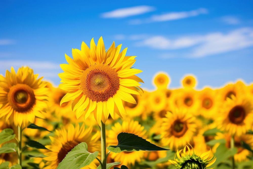 Sunflower field sky outdoors blossom. AI generated Image by rawpixel.