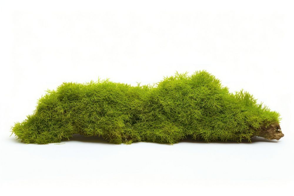 Green moss vegetation plant green. AI generated Image by rawpixel.