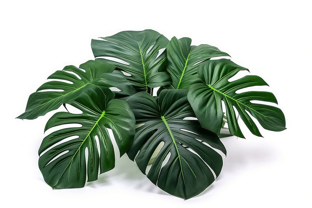Tropical foliage plant bush leaf white background freshness. AI generated Image by rawpixel.