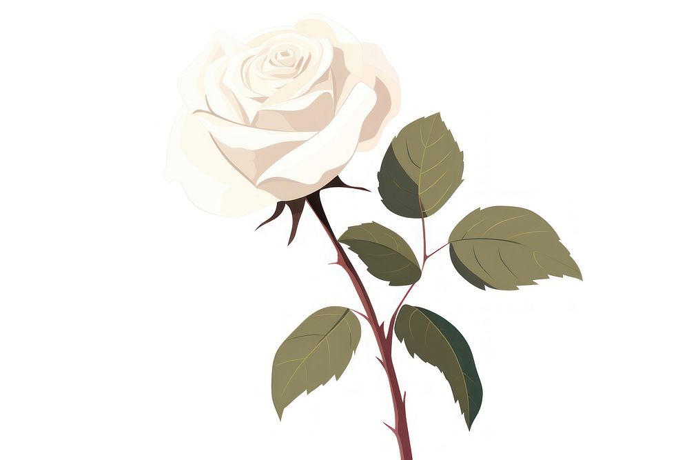 A white rose flower plant white background. AI generated Image by rawpixel.