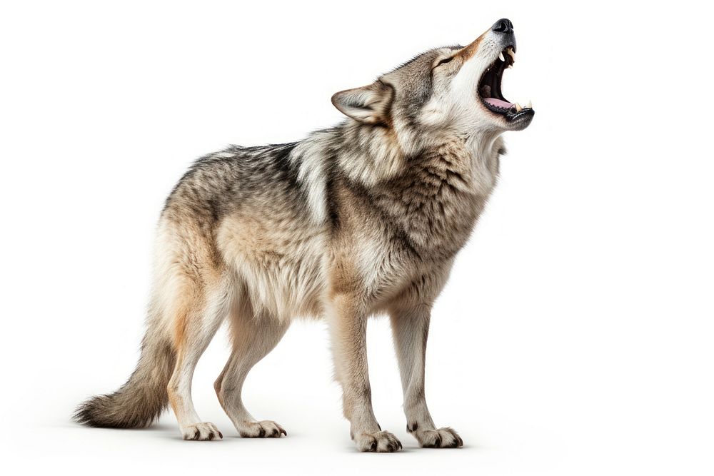 Wolf howling animal mammal coyote. AI generated Image by rawpixel.