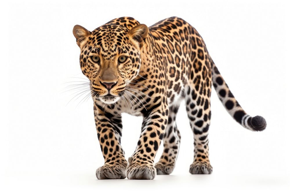 Leopard wildlife savanna animal. AI generated Image by rawpixel.
