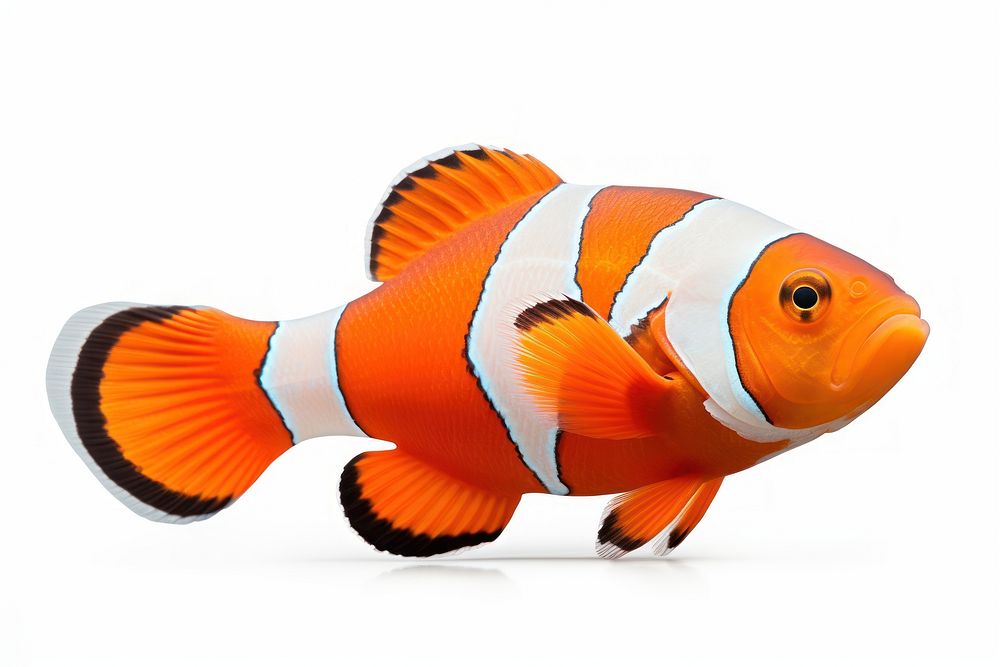 Clown fish swimming animal white background. AI generated Image by rawpixel.