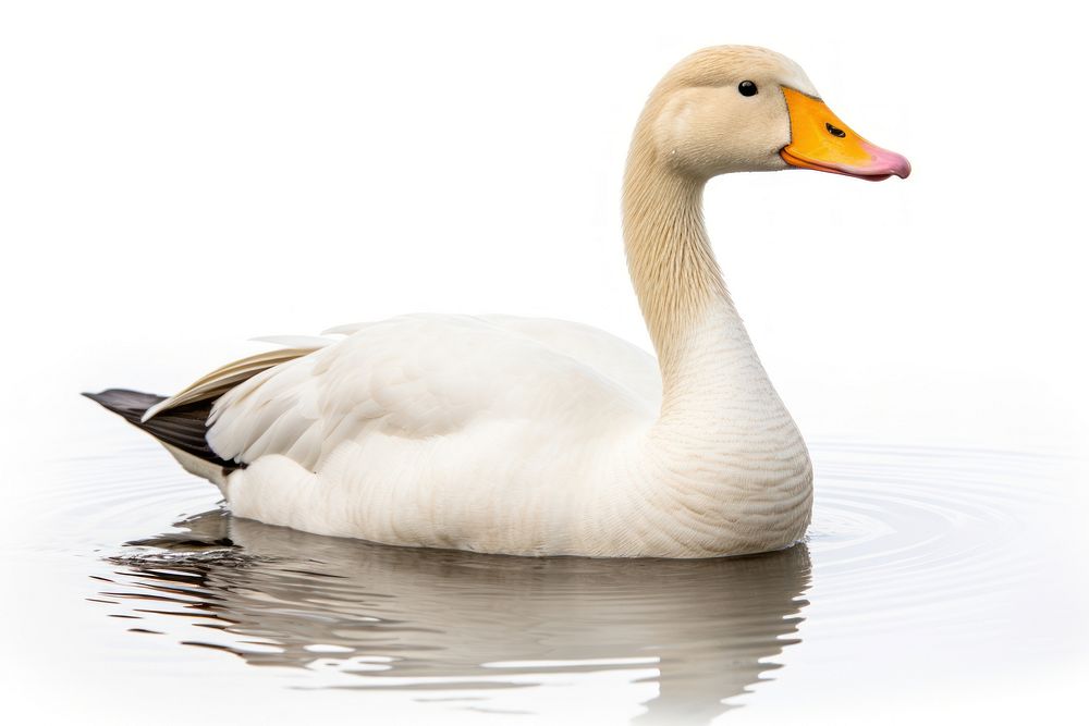 Goose swimming animal white. AI generated Image by rawpixel.