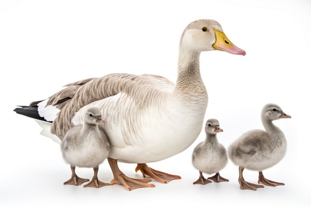 Gooses family animal white bird. AI generated Image by rawpixel.