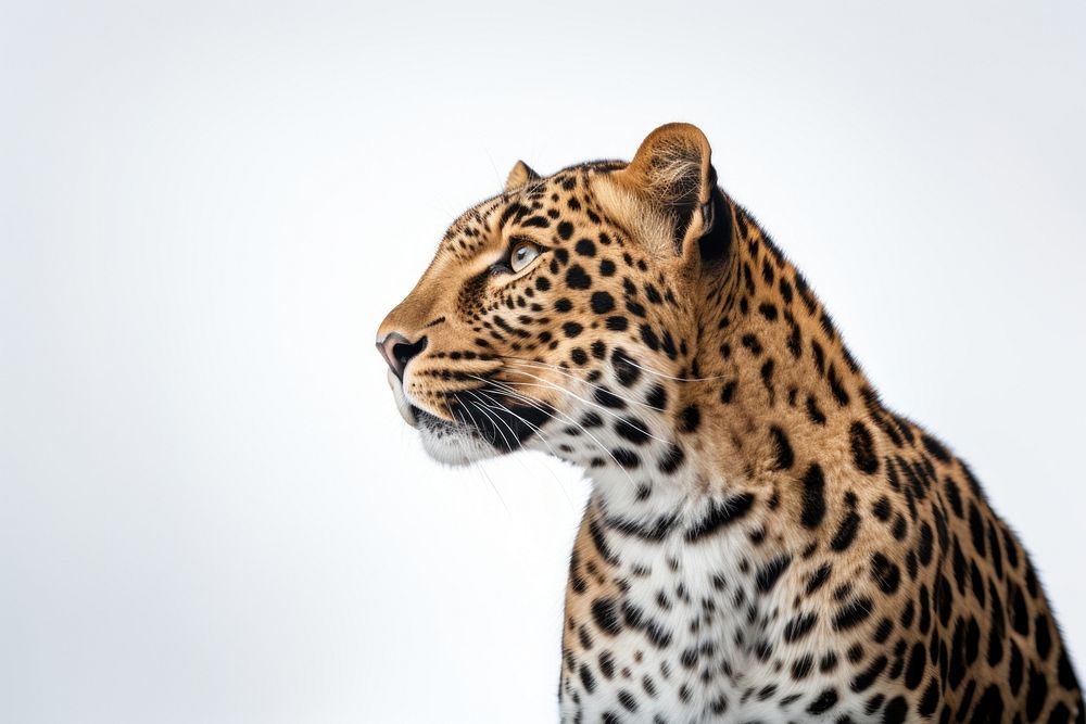 Leopard portrait wildlife looking animal. AI generated Image by rawpixel.