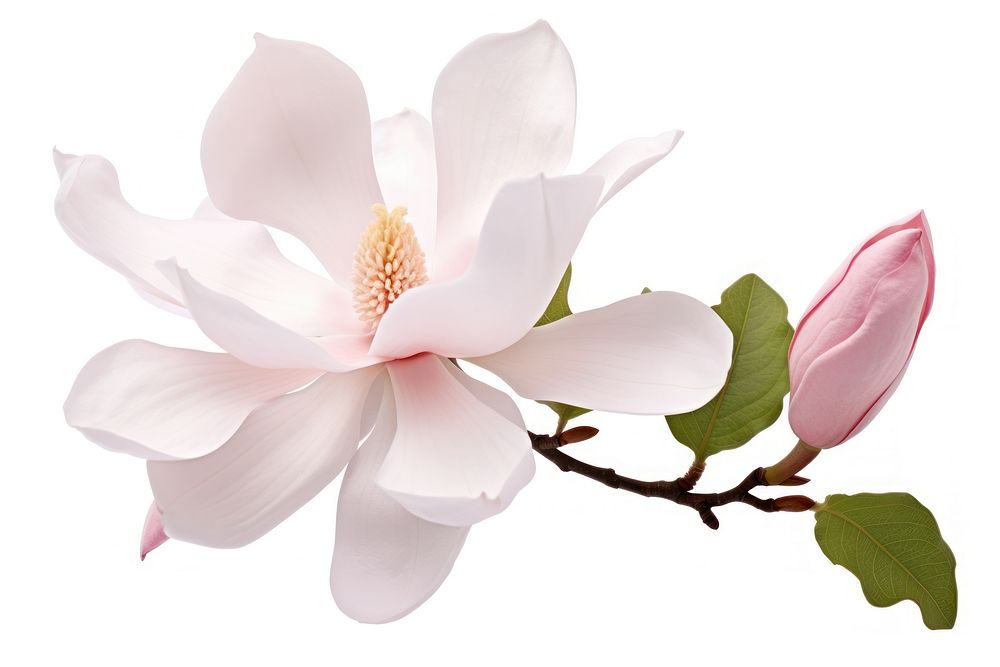 Magnolia flower blossom petal plant. AI generated Image by rawpixel.