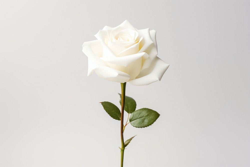 A white rose flower petal plant. AI generated Image by rawpixel.