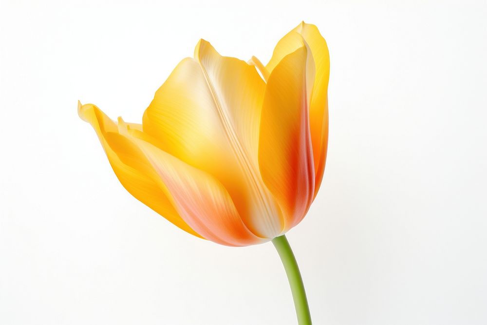 Spring tulip flower plant. AI generated Image by rawpixel.
