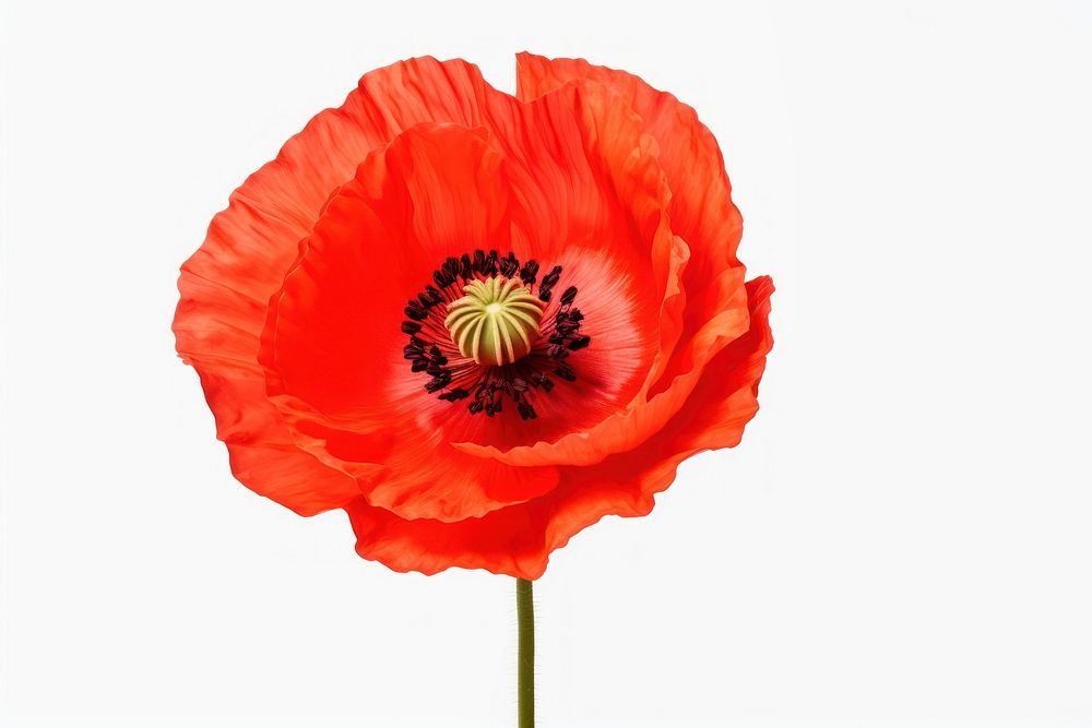 Spring poppy flower plant. AI generated Image by rawpixel.