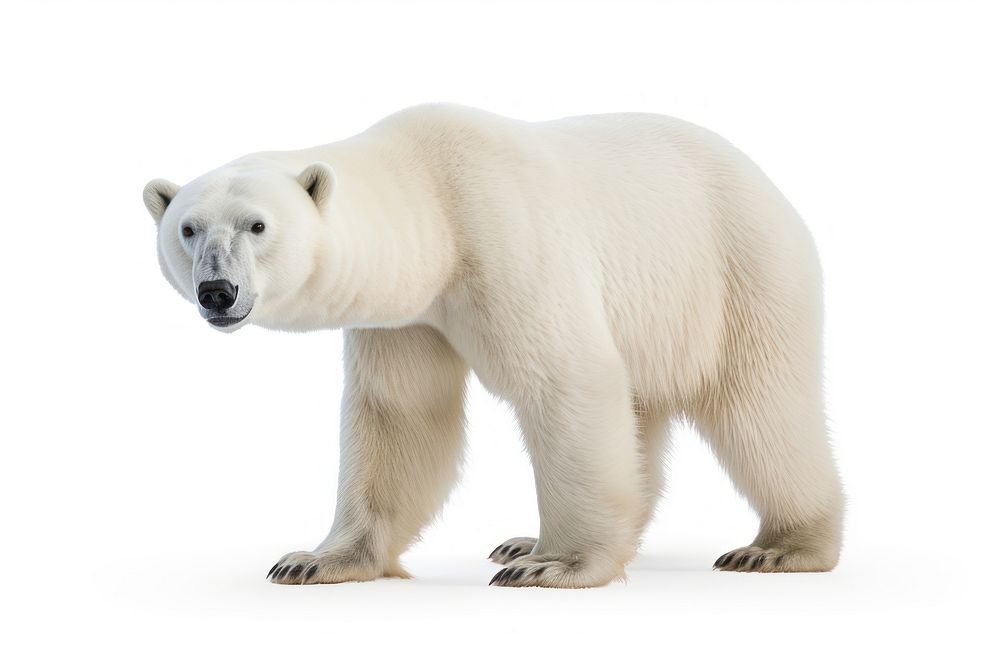 A polar bear walking wildlife animal mammal. AI generated Image by rawpixel.