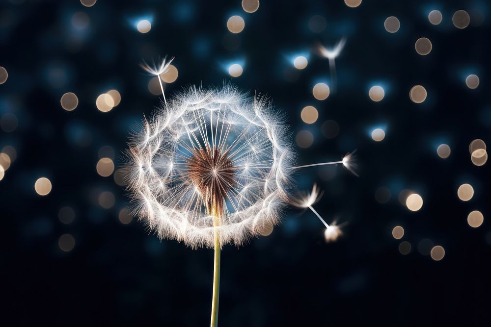 Dandelion beauty night fragility softness. AI generated Image by rawpixel.