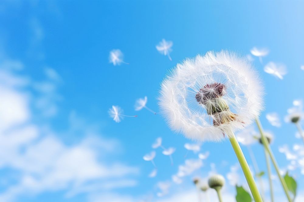 Dandelion beauty  fragility softness. 