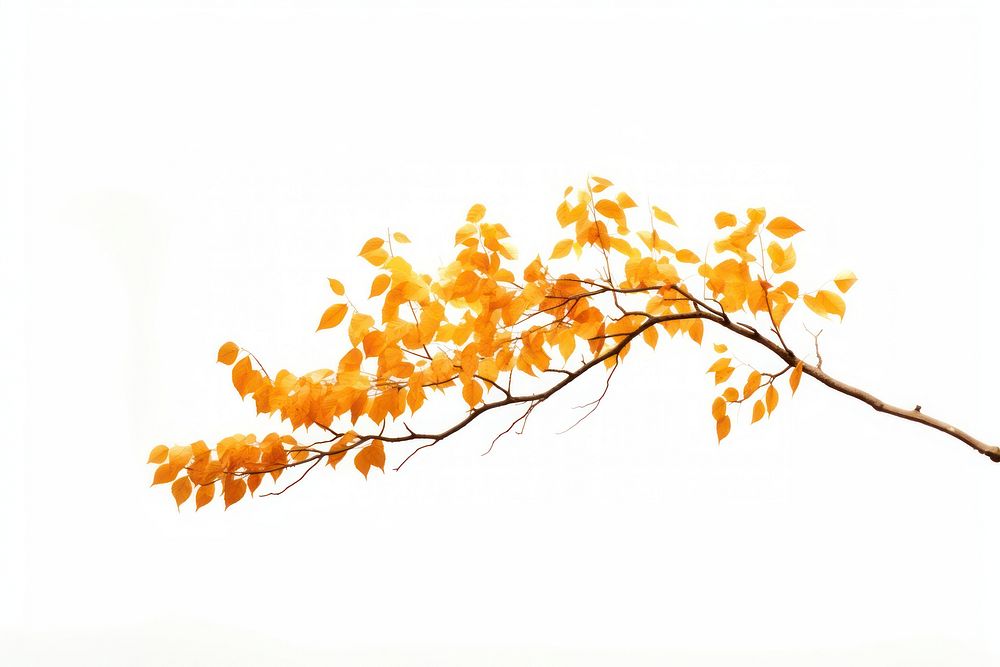 Autumn tree autumn branch plant. AI generated Image by rawpixel.