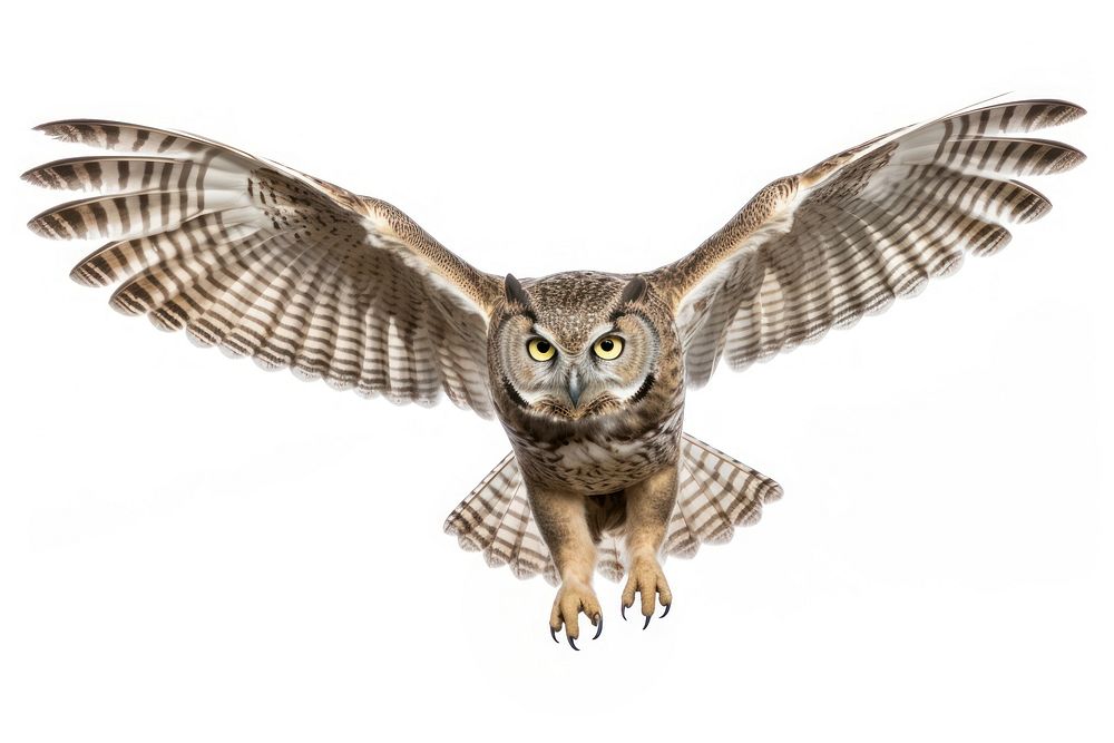 Owl owl animal flying. AI generated Image by rawpixel.