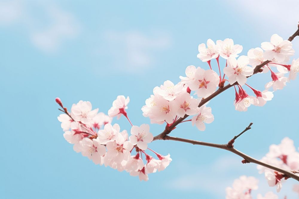 Blossom outdoors flower nature. AI generated Image by rawpixel.