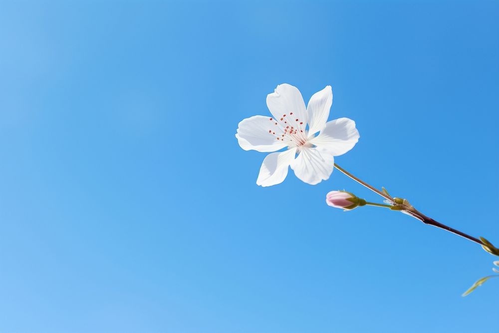 Cherry flower petals flying against blue sky outdoors blossom nature. AI generated Image by rawpixel.
