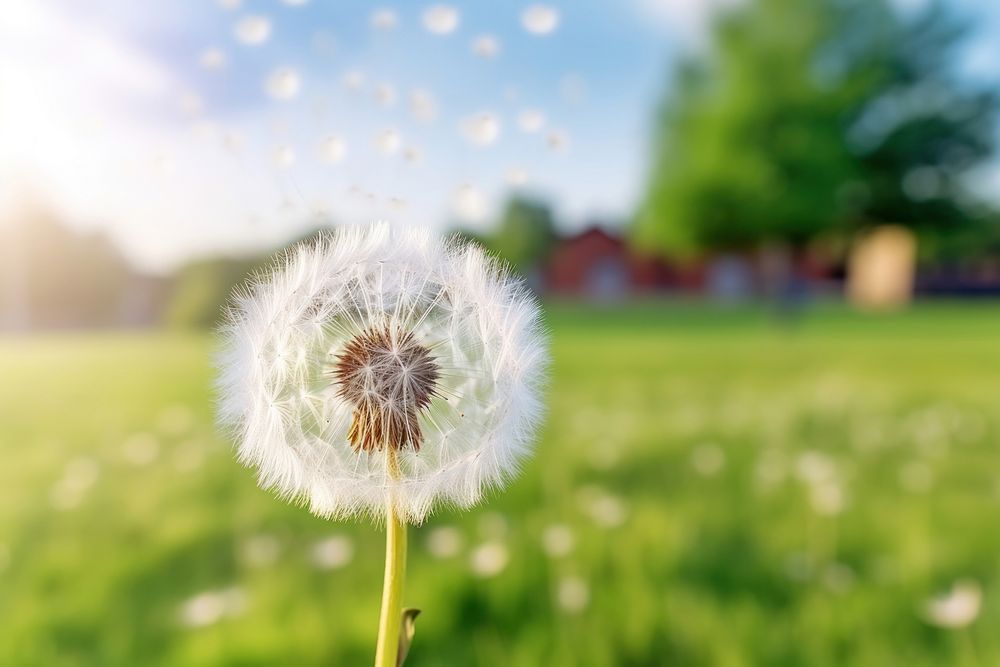 Dandelion beauty fragility softness outdoors. 