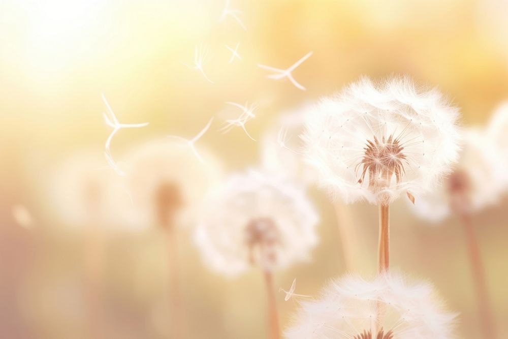 Dandelion beauty backgrounds fragility softness. AI generated Image by rawpixel.