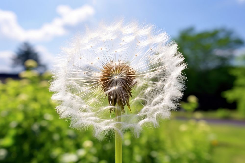 Dandelion beauty fragility softness flower. 