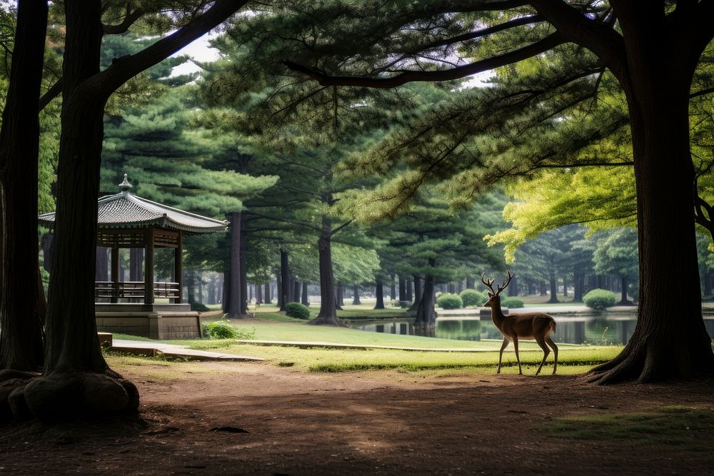 Nara Park park outdoors woodland. AI generated Image by rawpixel.
