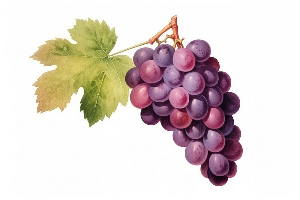 Grape vintage grapes fruit. AI generated Image by rawpixel.