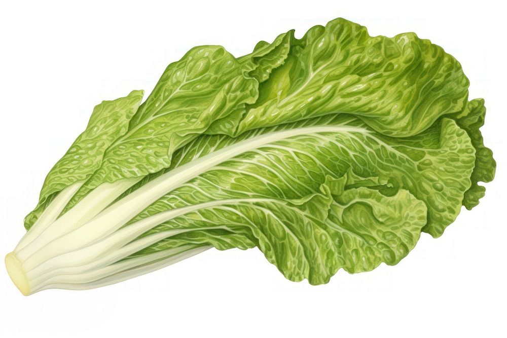 Lettuce vintage vegetable plant. AI generated Image by rawpixel.