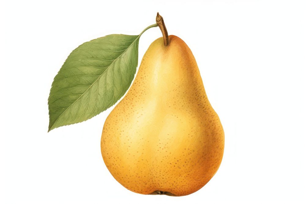 Pear vintage fruit plant. AI generated Image by rawpixel.