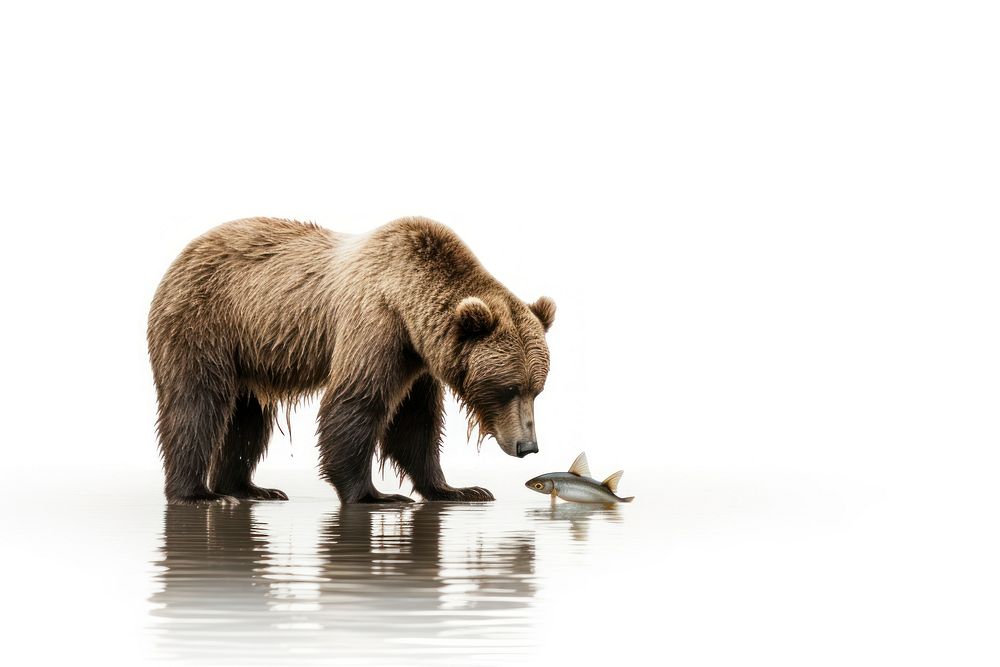 Brown bear wildlife animal mammal. AI generated Image by rawpixel.