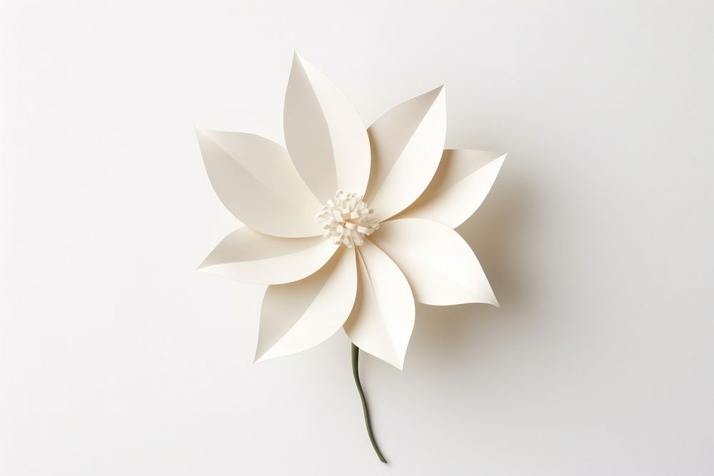 One flower plant white paper. 