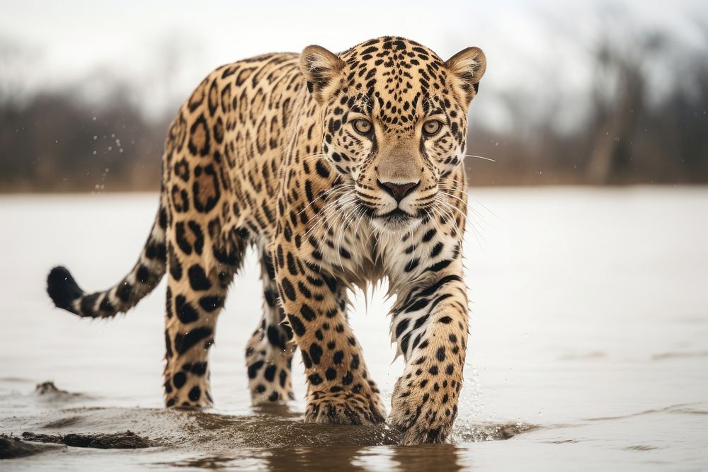 Jaguar standing wildlife leopard cheetah. AI generated Image by rawpixel.