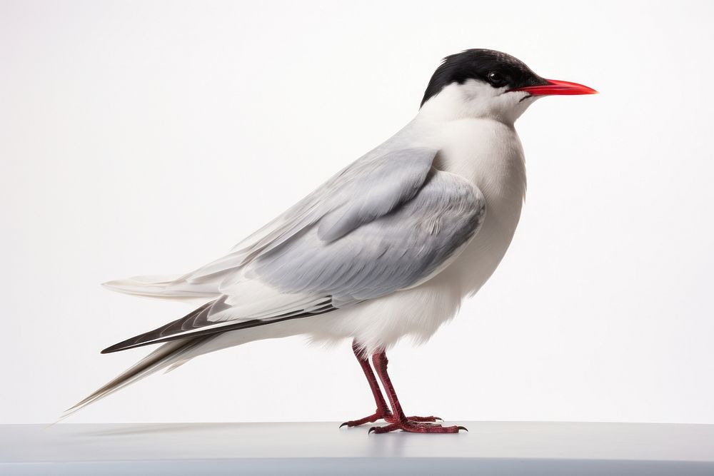 Arctic tern animal white bird. AI generated Image by rawpixel.