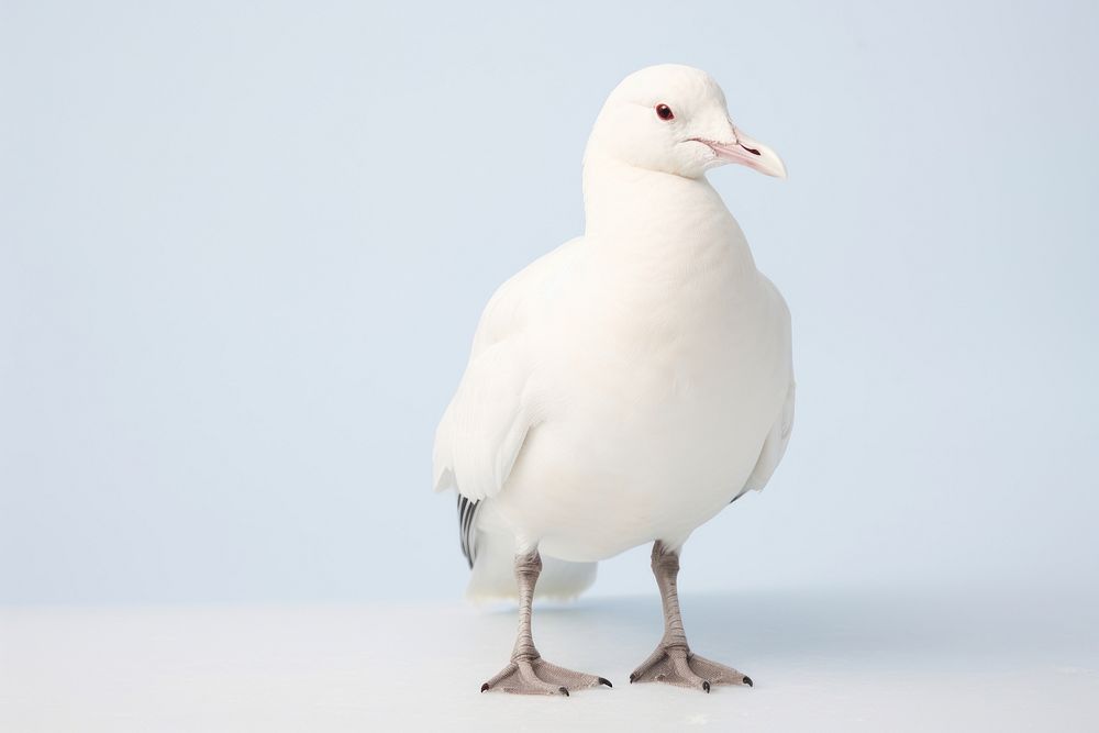 Snowy sheathbill seagull animal white. AI generated Image by rawpixel.