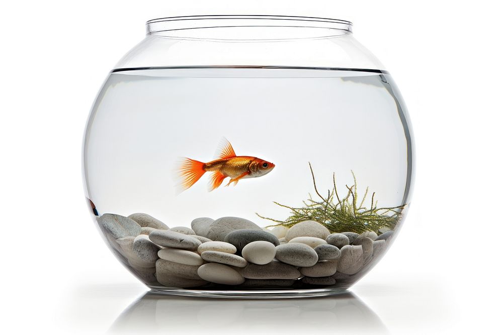 Fish goldfish aquarium animal. AI | Free Photo - rawpixel