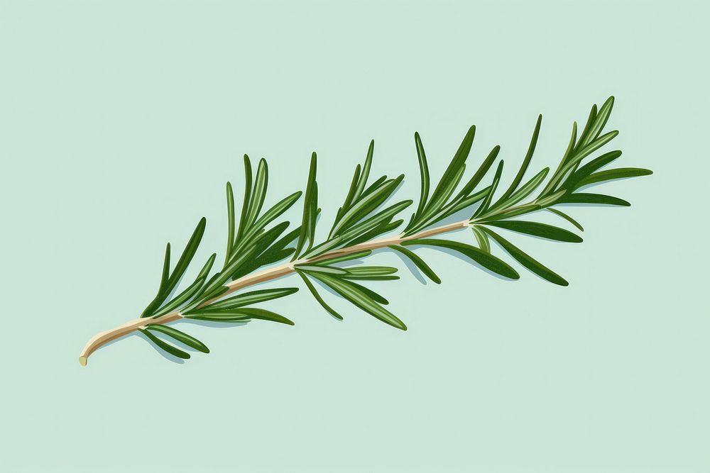 Leaf rosemary plant herbs fir. 