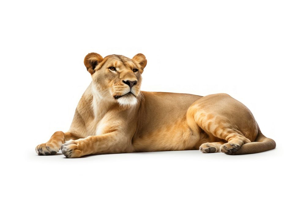 Sleeping female lion wildlife mammal animal. AI generated Image by rawpixel.