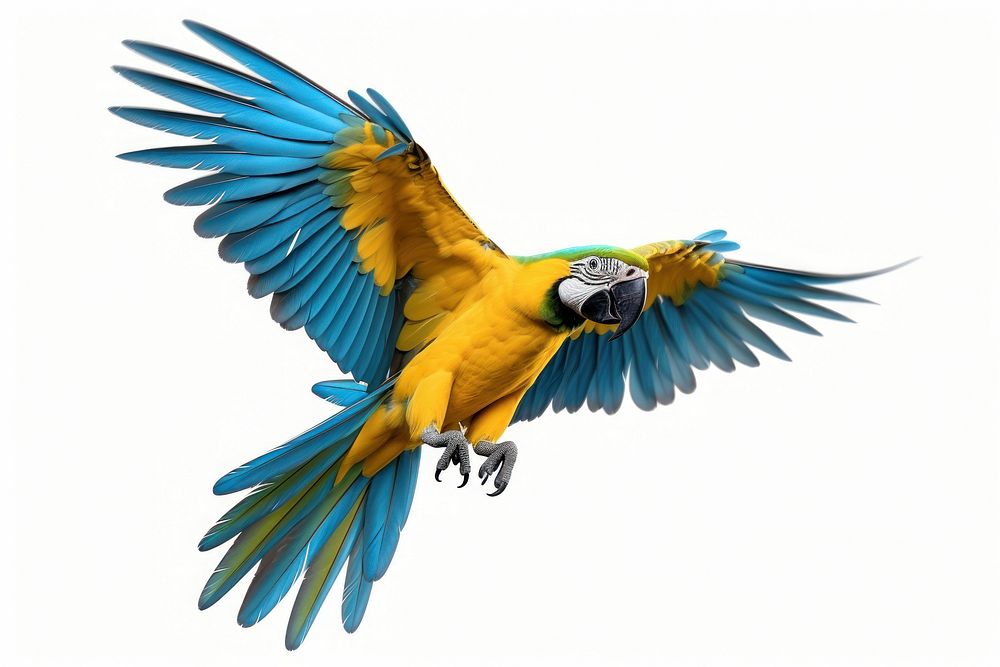 Parrot animal flying bird. AI generated Image by rawpixel.